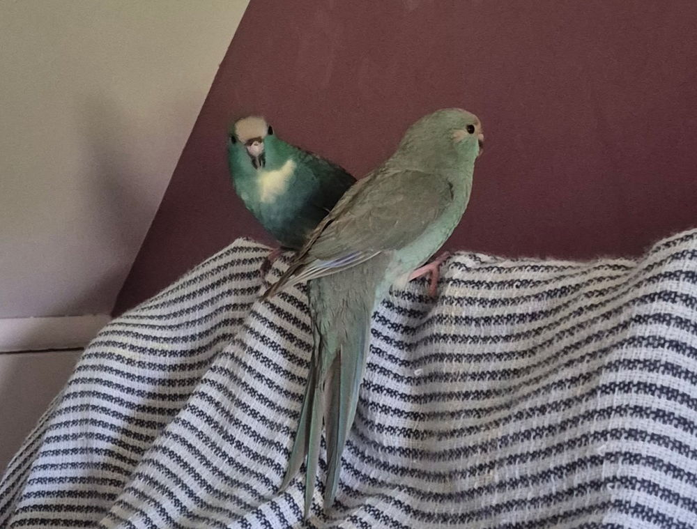 Kakariki 2026 30 56220 Saint-grav�