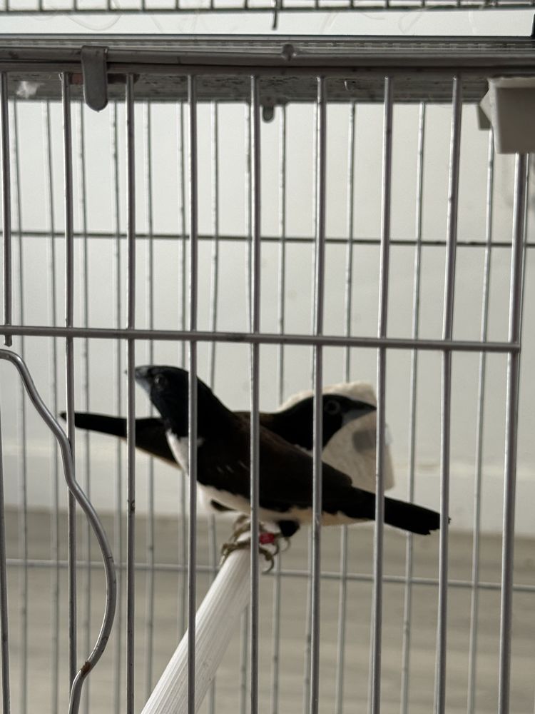 Oiseaux capucin  90 93270 Sevran