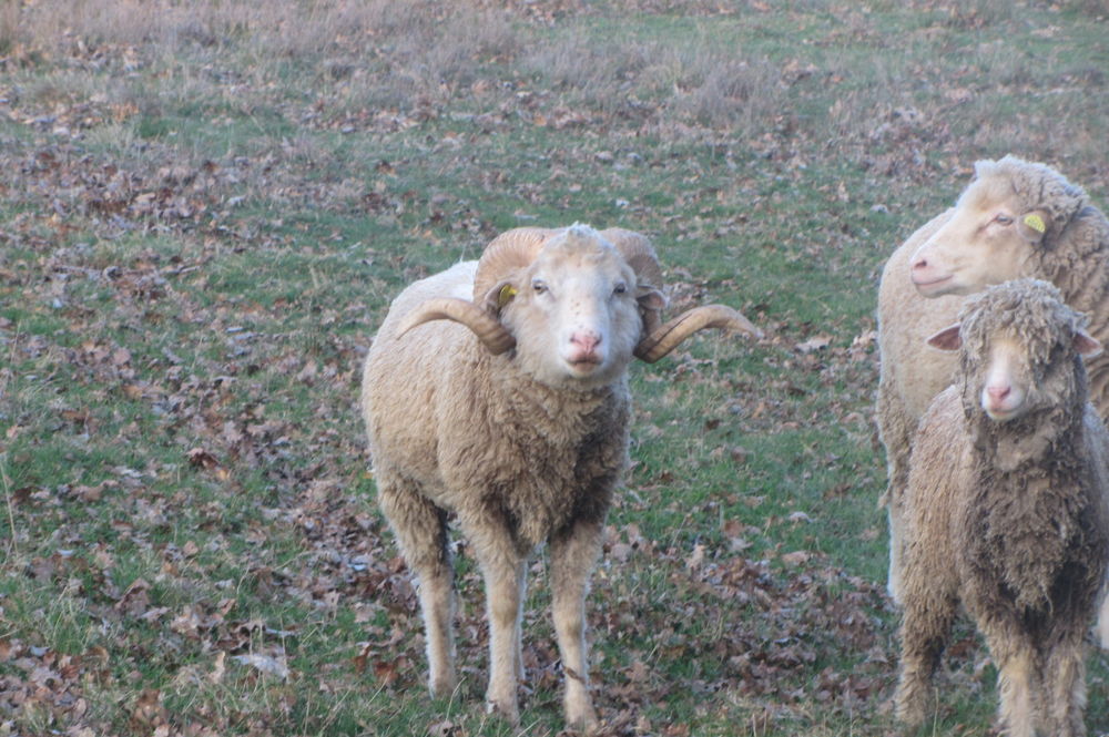 Belier merino complet 280 87160 Arnac-la-poste