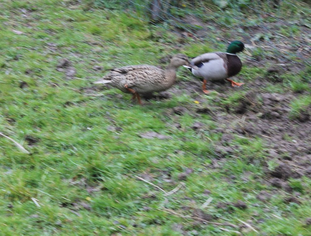 CANARD colvert 14 53000 Laval