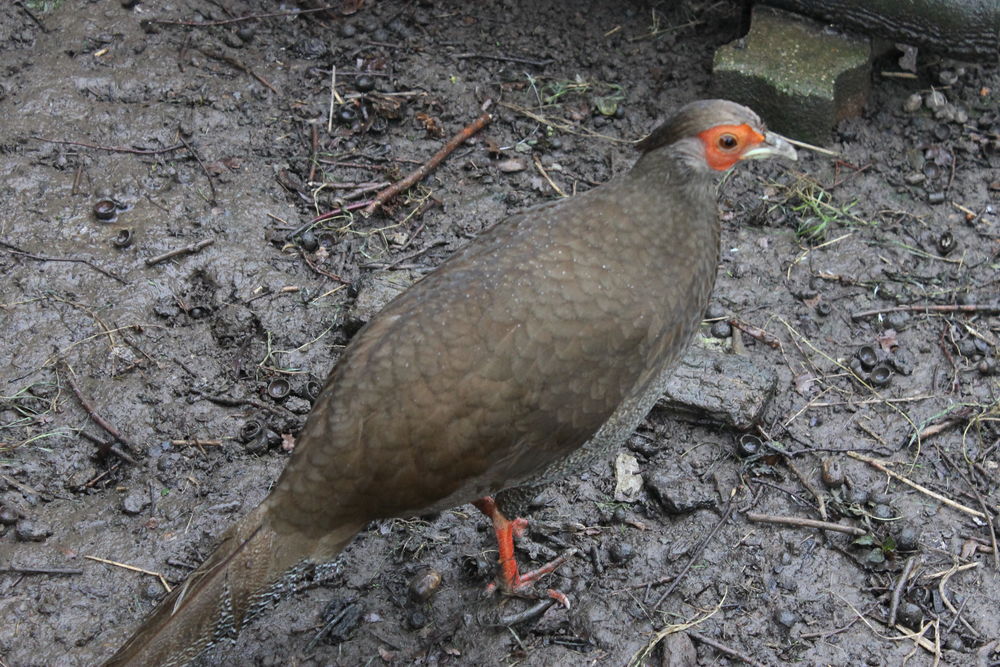 FAISAN ARGENTE 25 53000 Laval