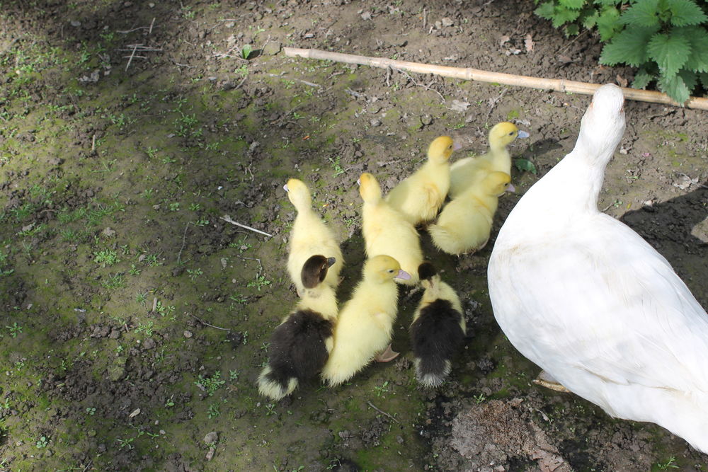 CANETON canard dinde 30 53000 Laval