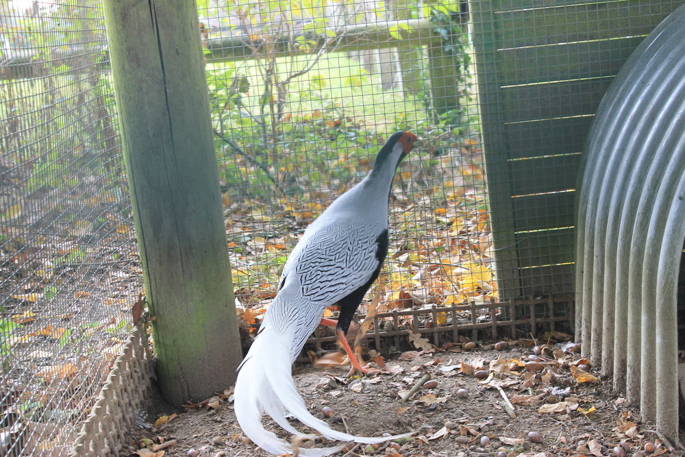 Oeufs f&eacute;conder de faisan argent&eacute;
2 53000 Laval