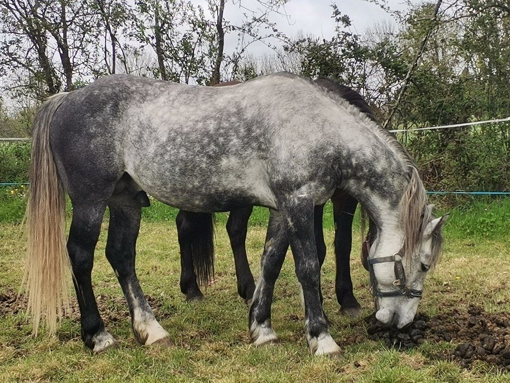 Entier (peut etre reproducteur) Higland . KWPN X QUARTER 4500 79130 Azay-sur-thouet