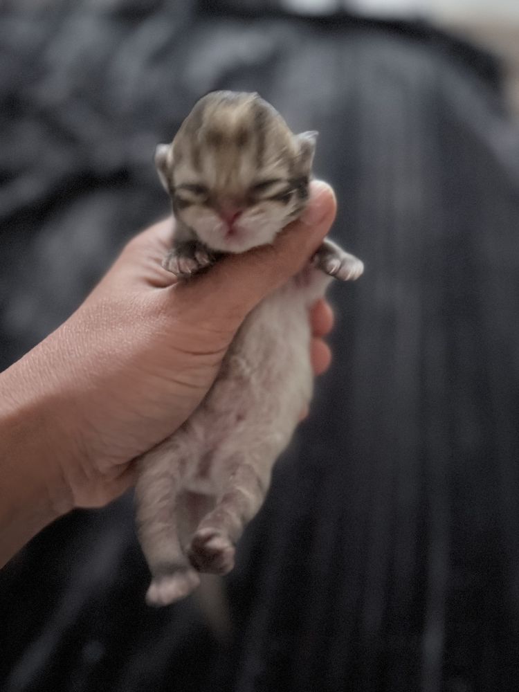 ? British chatons &agrave; r&eacute;server ! ?
1800 95120 Ermont