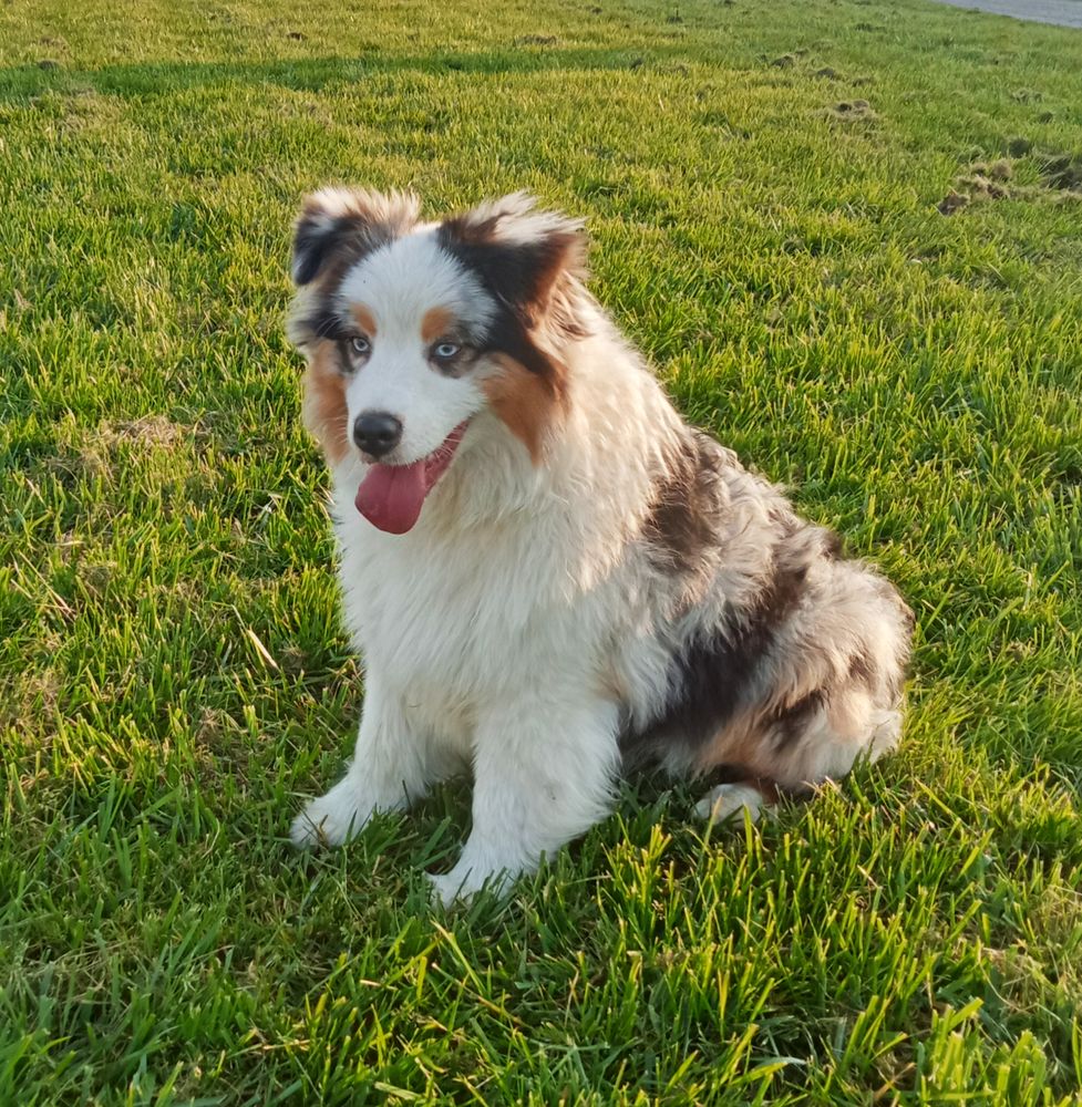 Berger Australien chiot femelle Bleue Merle  1400 85600 Montaigu