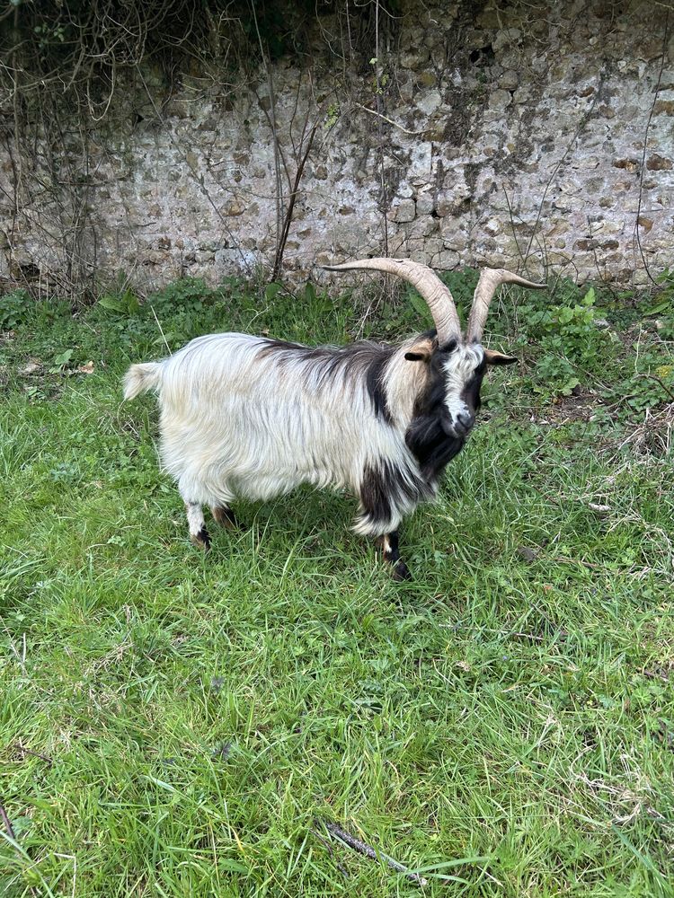 Bouc entier 150 14220 Tournebu