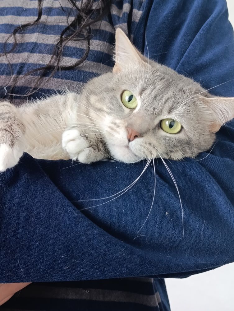 Donne chat m&acirc;le  0 95000 Cergy