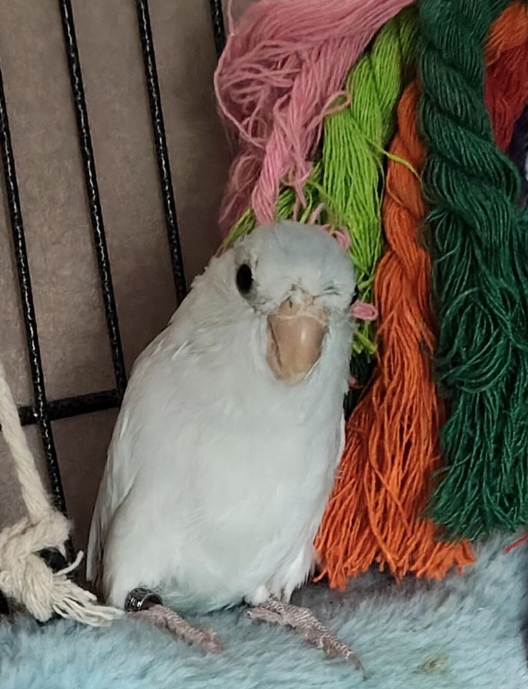 Toui Celeste 100 65400 Argel�s-gazost