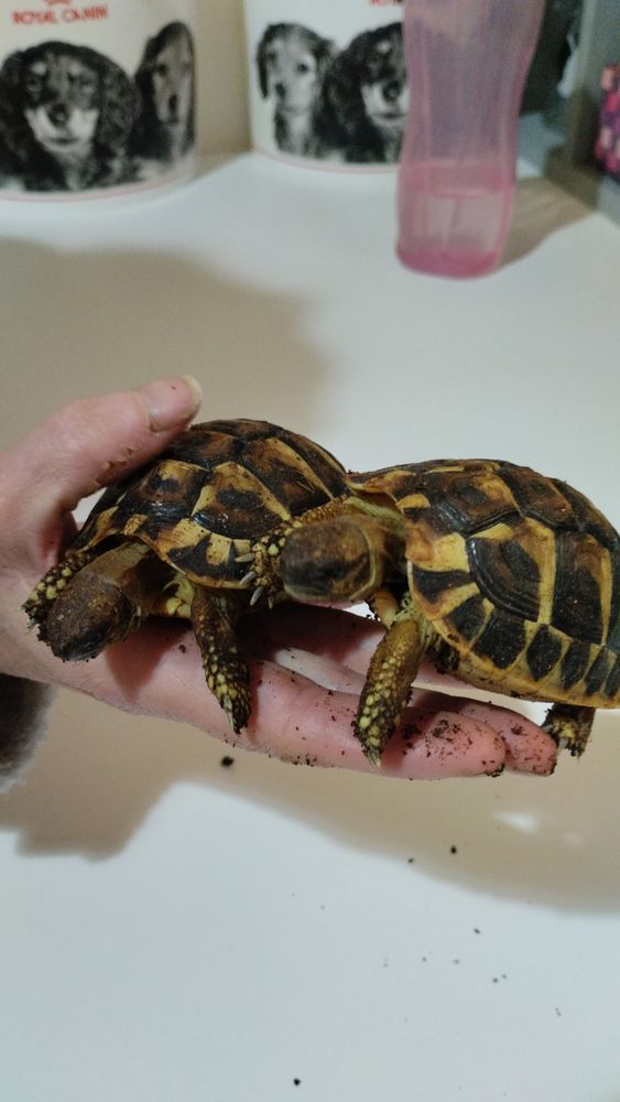 B&eacute;b&eacute; tortue herman  55 11190 Couiza