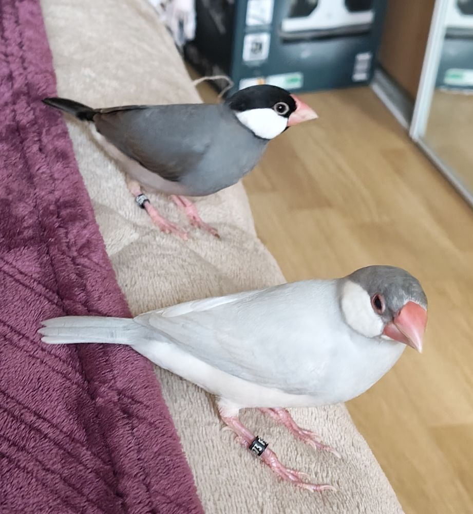 PADDA DE JAVA 180 65400 Argel�s-gazost