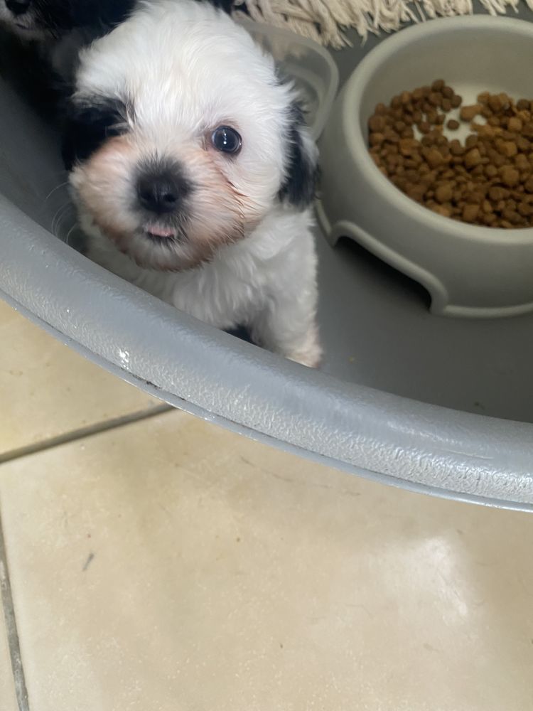 Tendres chiots, bichon crois&eacute;s ,sociables et calins
0 97120 Saint-claude