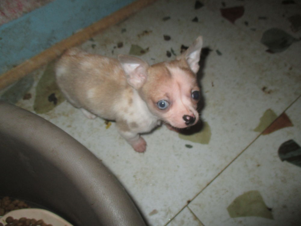 chiot mal chihuahua disponible tout de suite 250 26350 Montrigaud