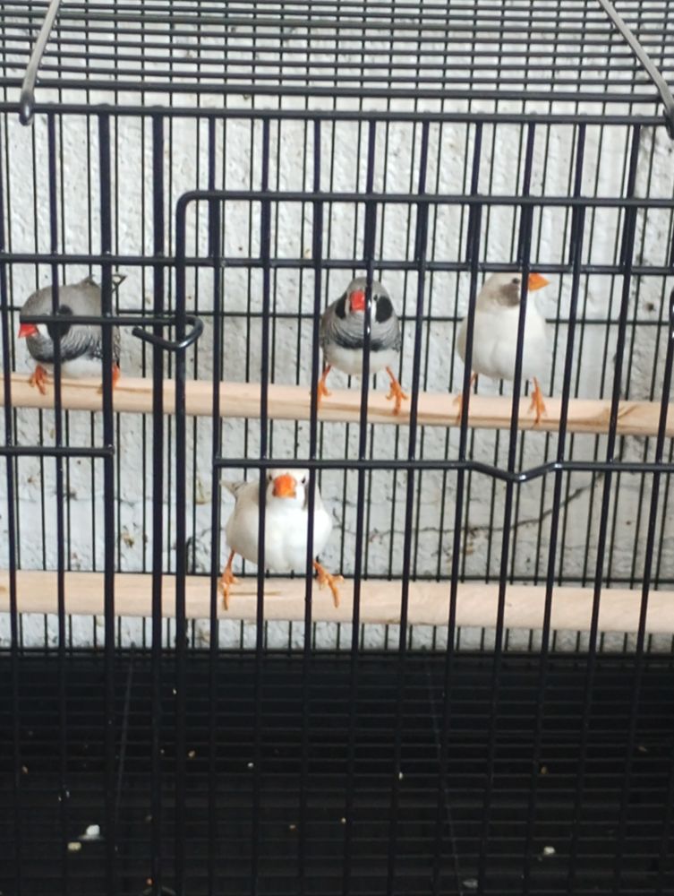 Mandarin  7 80570 Dargnies