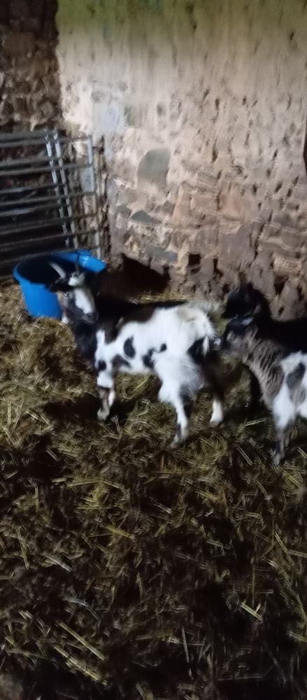 1 ch&egrave;vre de 2ans et demi et 1 jeune chevreau 110 35150 Corps-nuds