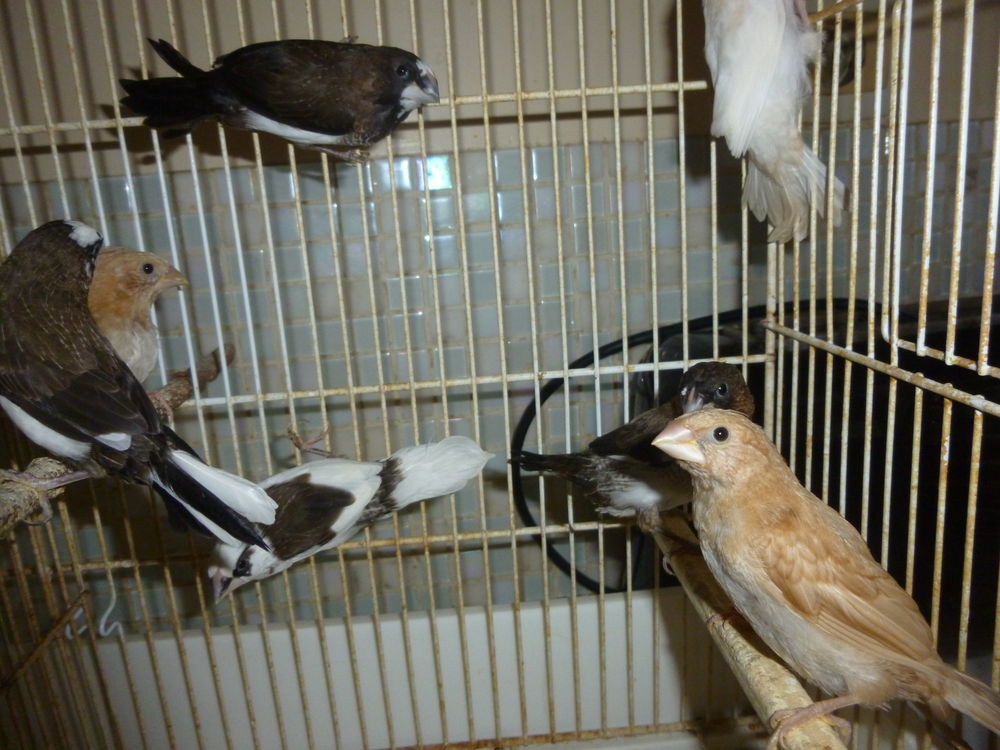 Moineaux du japon 5 62250 Marquise