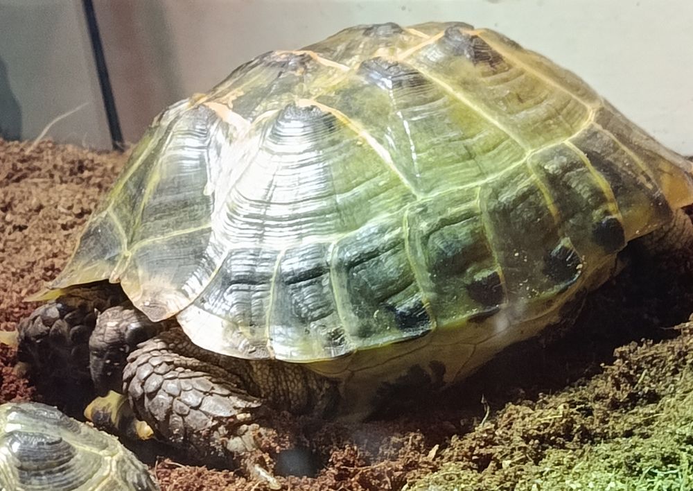 Tortues des steppes (femelle + juv&eacute;nile) + terra offert 200 21000 Dijon