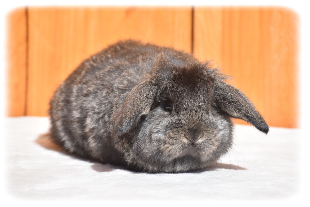 Lapereaux Petits B&eacute;liers  0 74930 Arbusigny