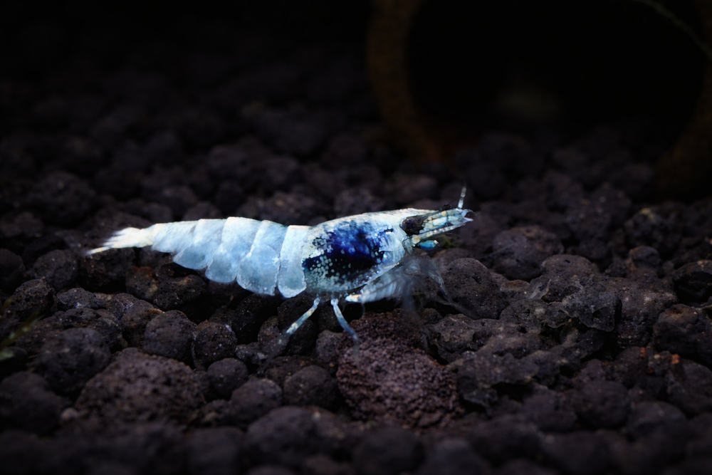 Crevettes pour aquarium d'eau douce  1 95130 Franconville