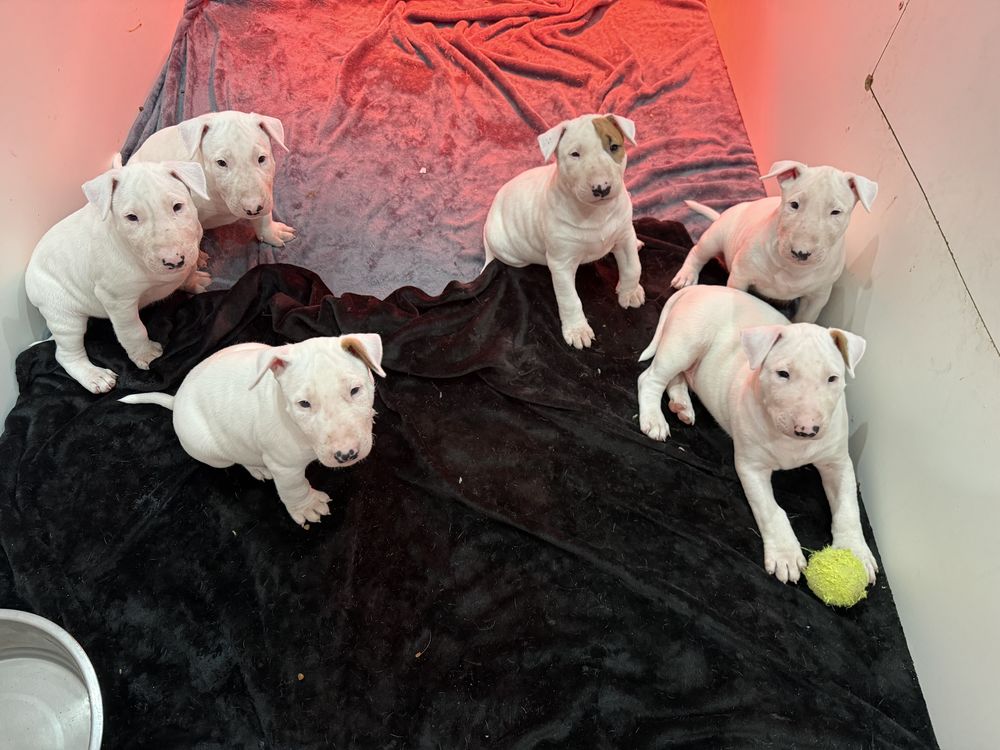 A r&eacute;server, Chiots Bull Terrier Standard inscrit au LOF 1600 89113 Branches
