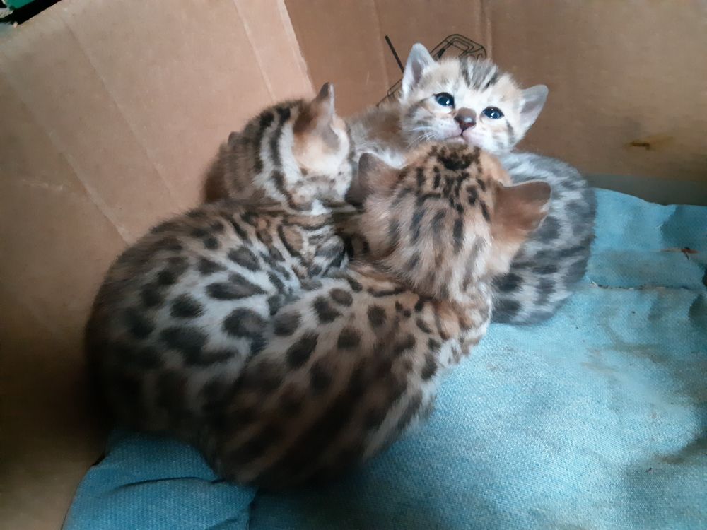 Magnifique chaton Bengal LOOF 500 31530 L�vignac