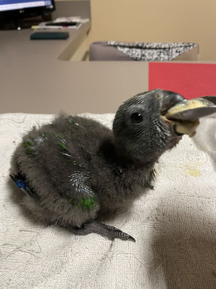 PERROQUET ECLECTUS RORATUS 700 45520 Chevilly