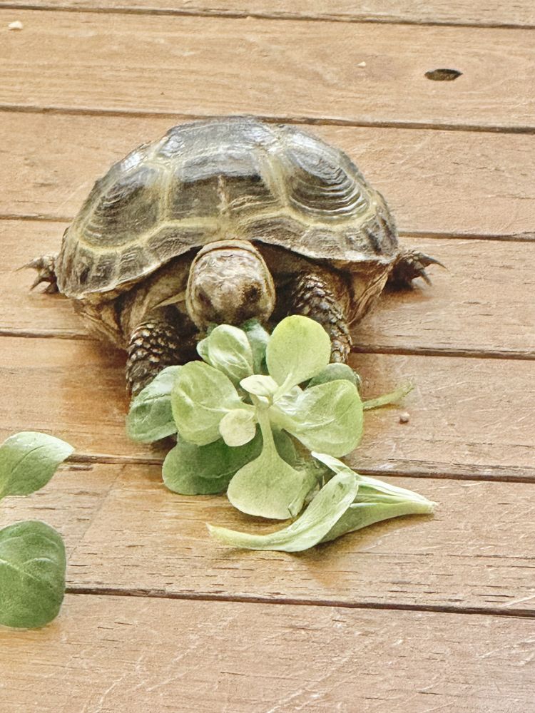 Tortue de terre  180 93330 Neuilly-sur-marne