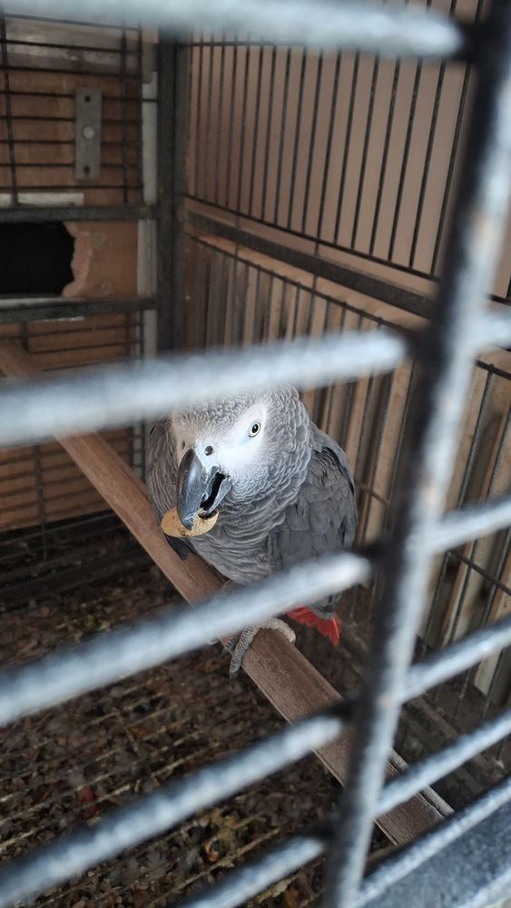 gris du gabon 1000 13129 Salin de giraud