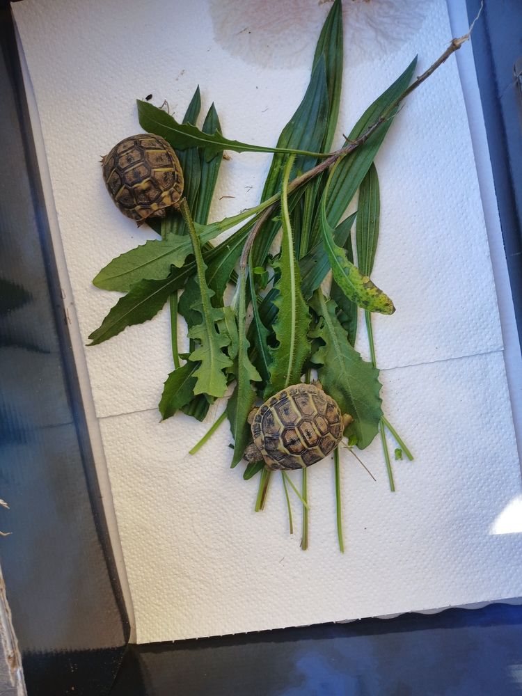 2 tortues de terre n&eacute;es en ao&ucirc;t 2025  50 30670 Aigues-vives