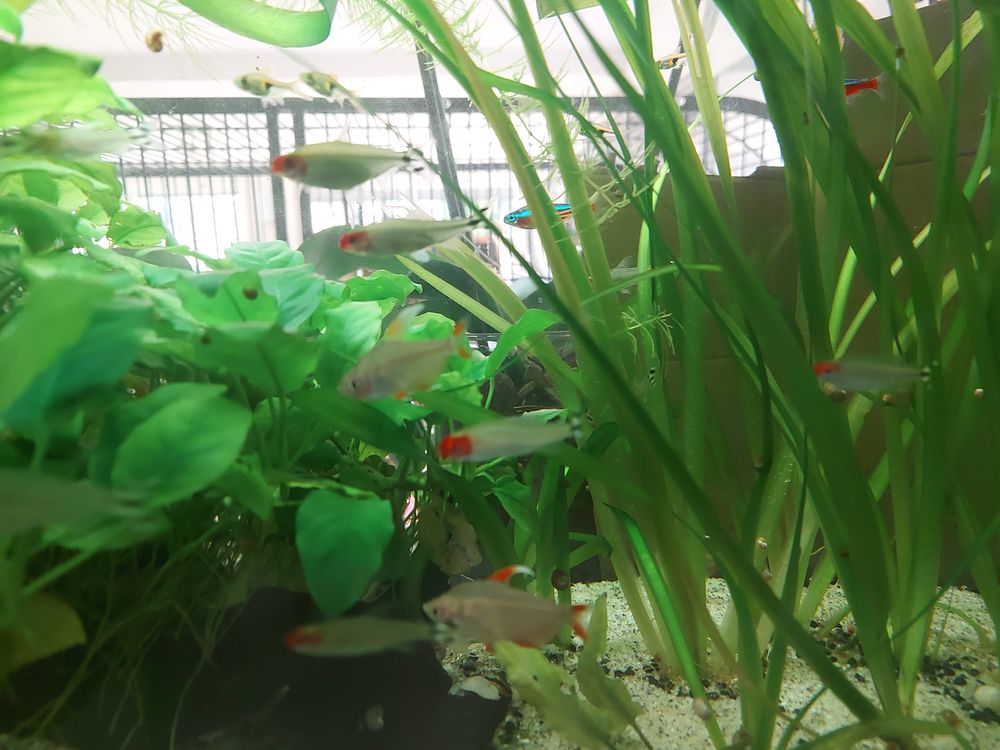 Aquarium poissons 120 83400 Hy�res