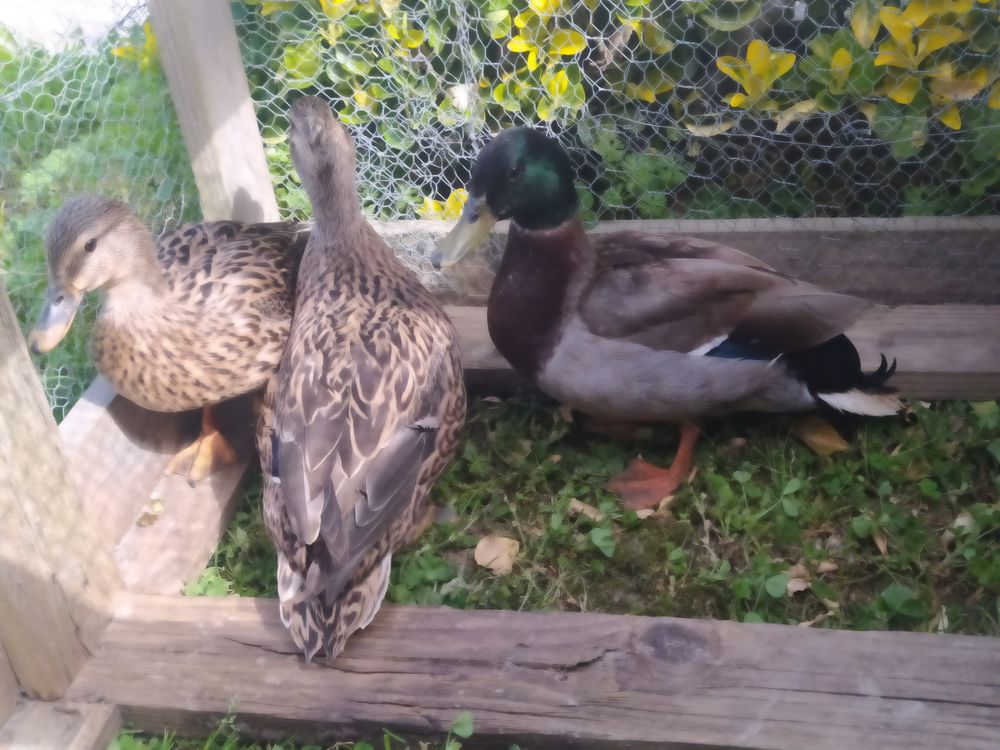 Canard colvert
40 81370 Saint-sulpice