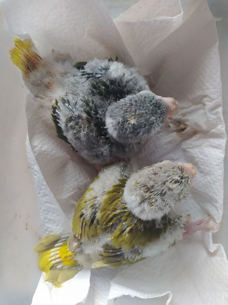 Kakariki 40 81370 Saint-sulpice