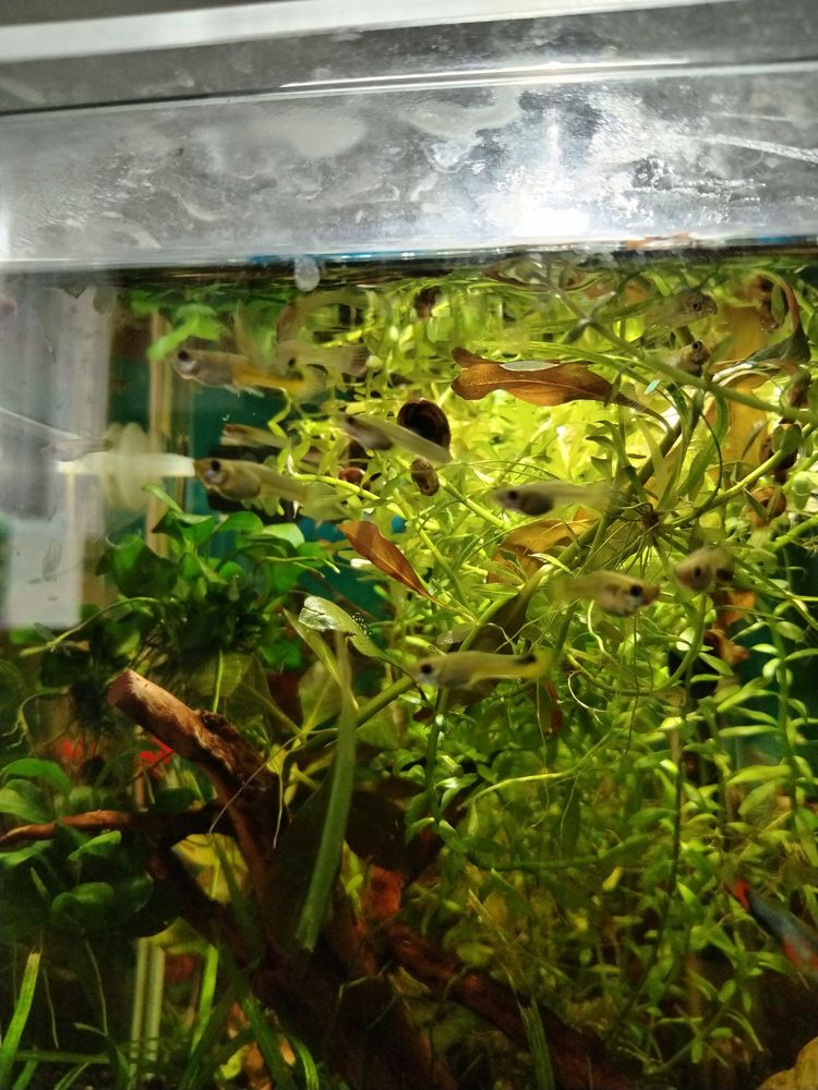 Donne bb femelles guppy hendler
0 91260 Juvisy-sur-orge