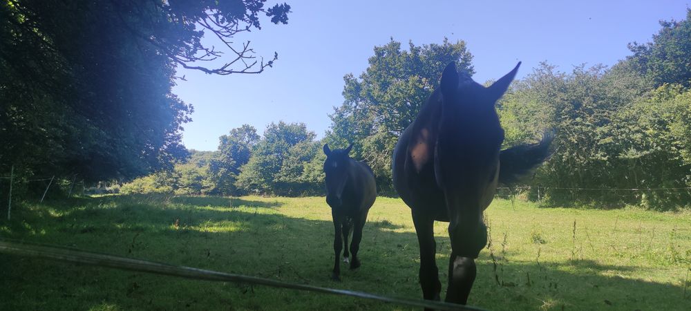 Maison 120 M2, 2,7 ha, un hangar. Idéal chevaux ou animaux.