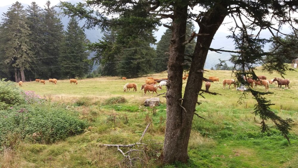 Pyrénées ariégeoises appartement de 2 pièces