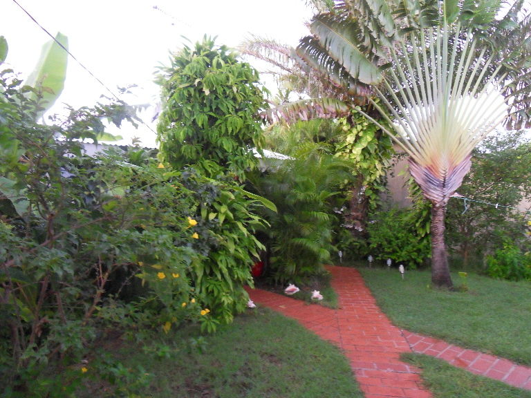 F1 2 terrasses , jardin tropical