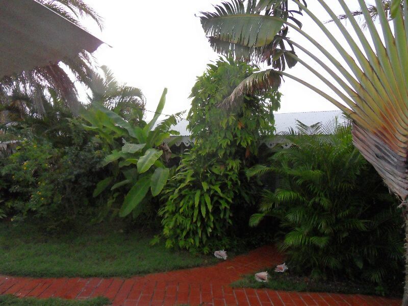 F1 2 terrasses , jardin tropical