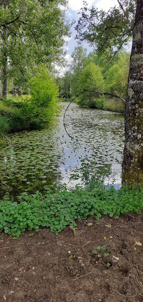 Moulin du XVIIème siècle avec droit d'eau