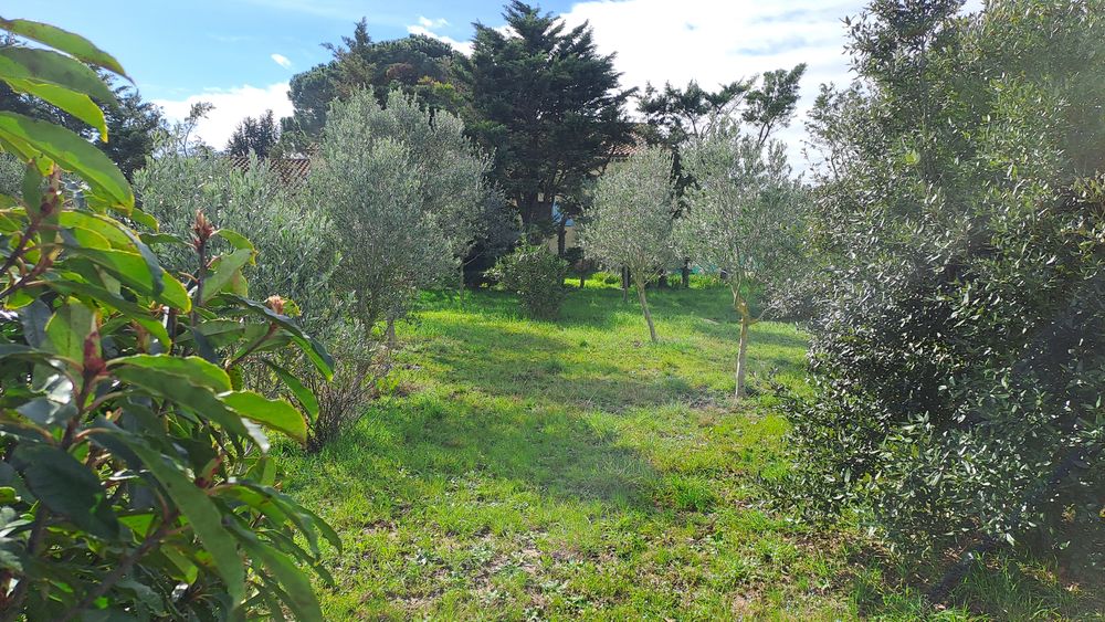 Mas sud Drôme,3000 m2. Avecses 40 oliviers.
