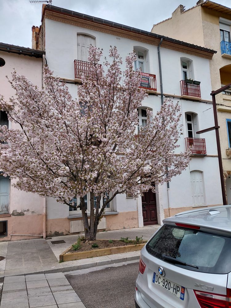 T2 très beau Amelie les Bains entièrement rénové