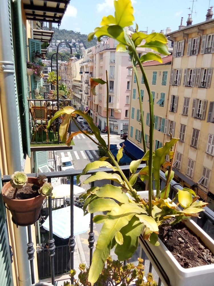 Particulier appartement Nice Port prox Vieux Nice