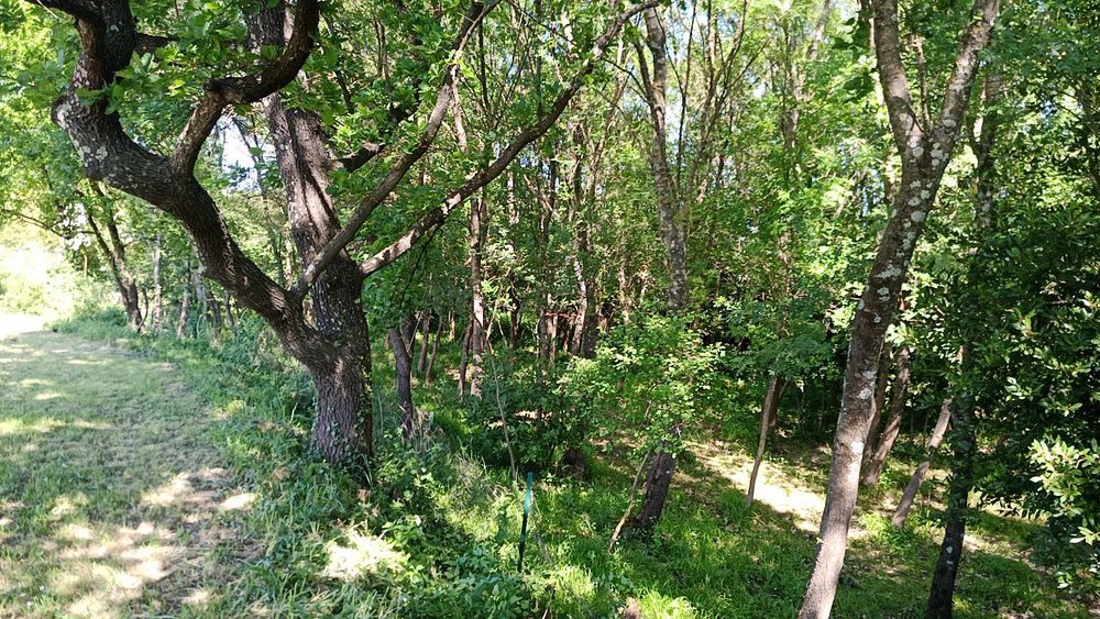 Propriété de 5732 m2 avec une parcelle constructible