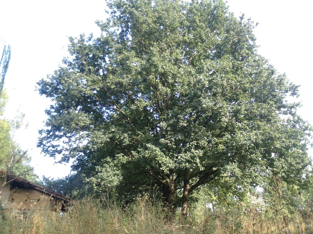 (RARE !) Ferme à rénover avec terrain attenant 17000 m2
