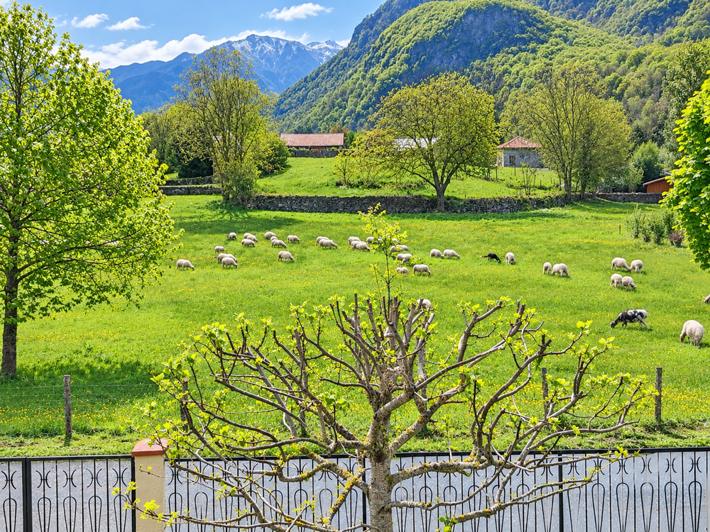 Maison rénovée 160 m² vue Pyrénées terrain arboré 2 000m2