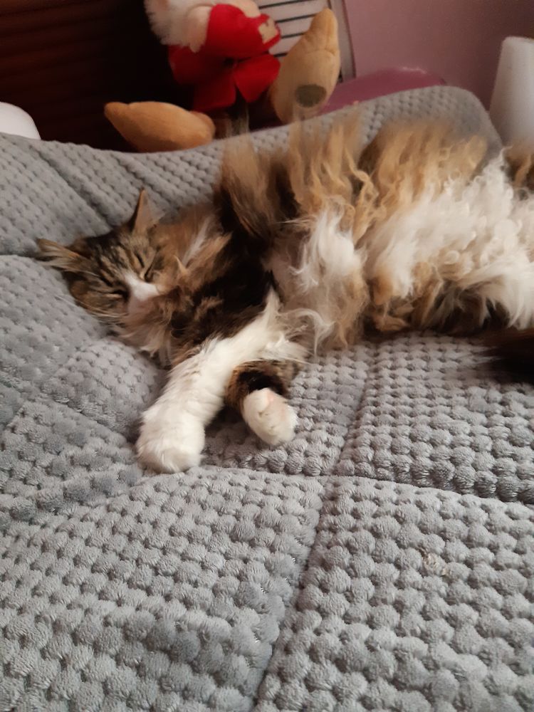 je m'occupe de votre chat en votre absence 0 84130 Le pontet