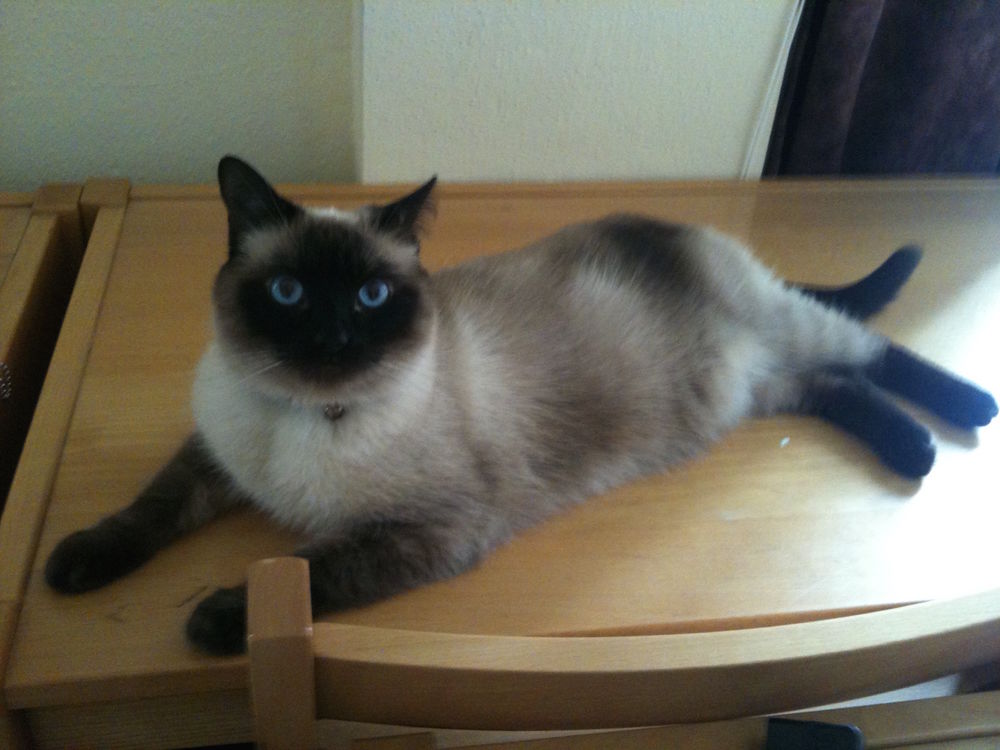 GARDE D'ANIMAUX DE COMPAGNIE 
0 75017 Paris