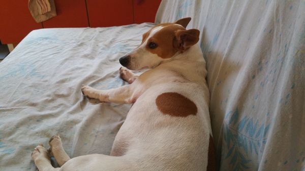 Gardienne  chien 10 38220 Vizille