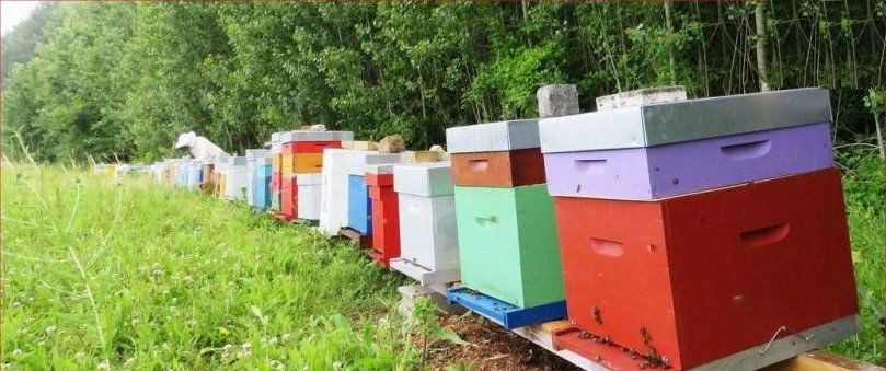 Formation en Apiculture abeilles ruches 0 76690 Saint-georges-sur-fontaine