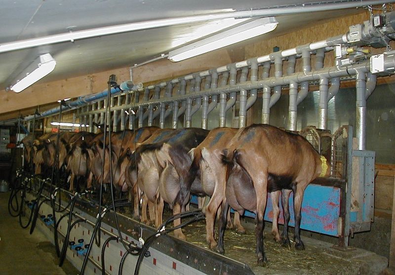 Recherche un emploi &eacute;levage de ch&egrave;vres. 0 46090 Le montat