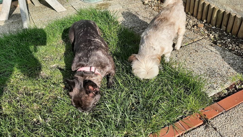 garde a mon domicile animaux 0 45200 Montargis